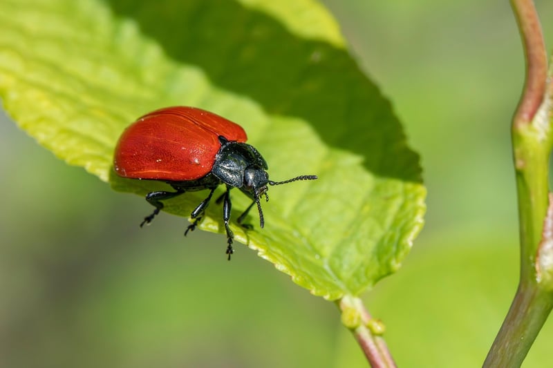 Pest control